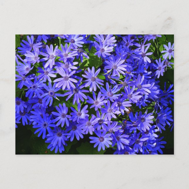 Blue Daisy ähnliche Blume Naturfotografie Postkarte (Vorderseite)