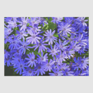 Blue Daisy ähnliche Blume Naturfotografie Seidenpapier