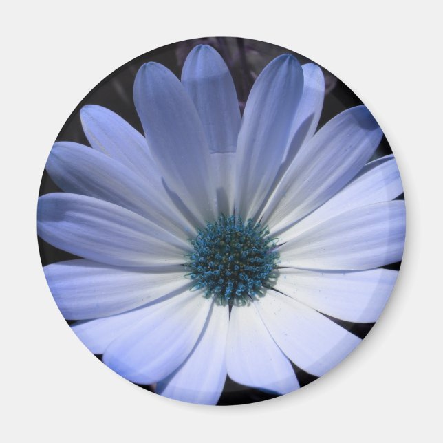 Blue Daisy Blume Magnet (Vorne)