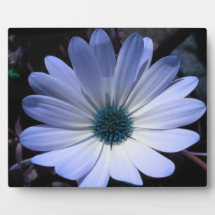 Blue Daisy Blume Plaque Fotoplatte