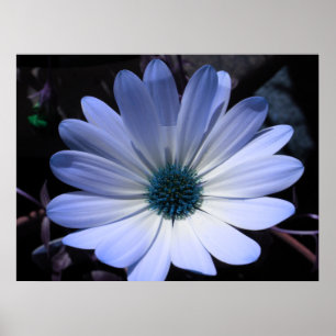 Blue Daisy Blume Poster