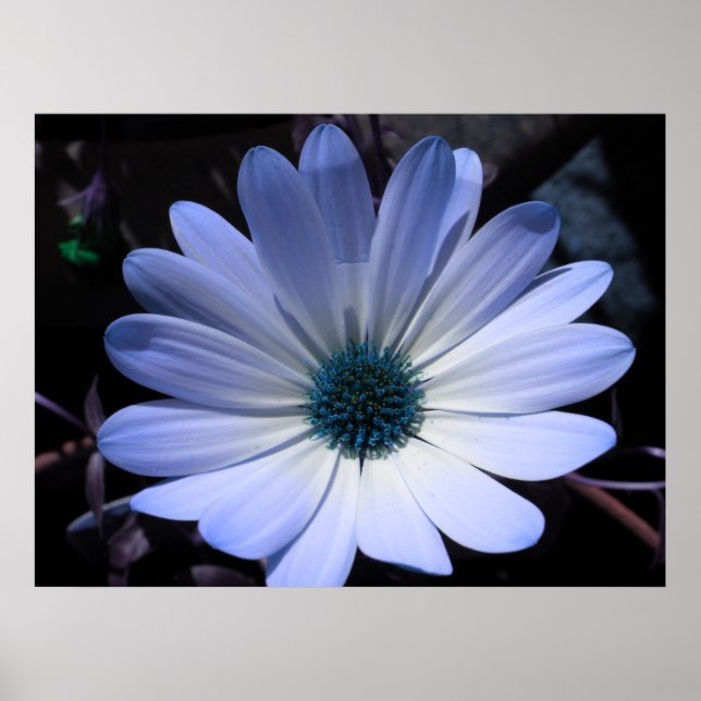 Blue Daisy Blume Poster (Vorne)