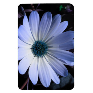 Blue Daisy Blume Premium Magnet