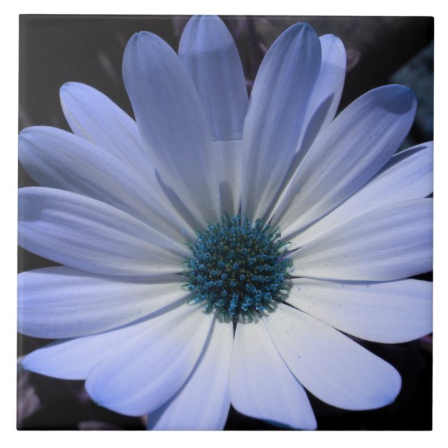Blue Daisy Blume Tile Fliese (Vorderseite)