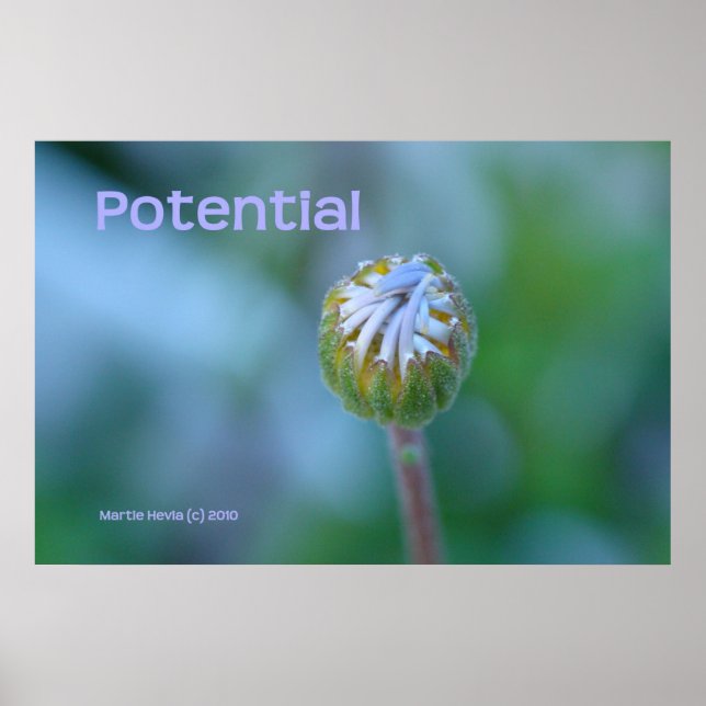 Blue Daisy Bud Foto Print/Poster - "Potenzial" Poster (Vorne)
