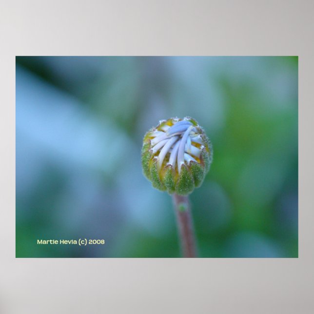 Blue Daisy Bud Poster (Vorne)