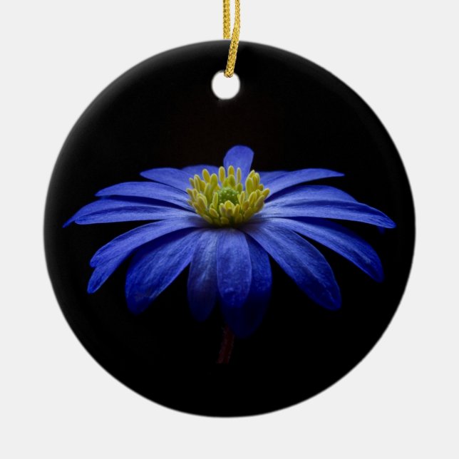 Blue Daisy Gerbera Blume auf schwarzem Hintergrund Keramik Ornament (Vorne)