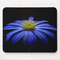Blue Daisy Gerbera Blume auf schwarzem Hintergrund