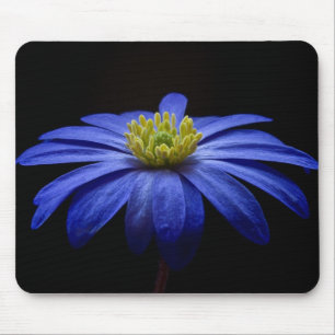 Blue Daisy Gerbera Blume auf schwarzem Hintergrund Mousepad