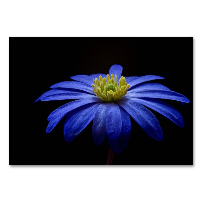Blue Daisy Gerbera Blume auf schwarzem Hintergrund Tischnummer (Vorderseite)