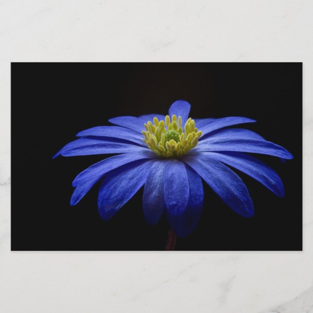 Blue Daisy Gerbera Blume Scrapbook Paper Briefpapier (Vorderseite)