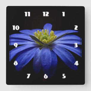 Blue Daisy Gerbera Flower on a Black background Quadratische Wanduhr