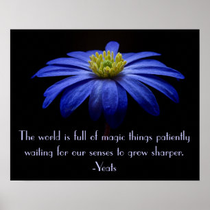 Blue Daisy mit Yeats Zitat Poster