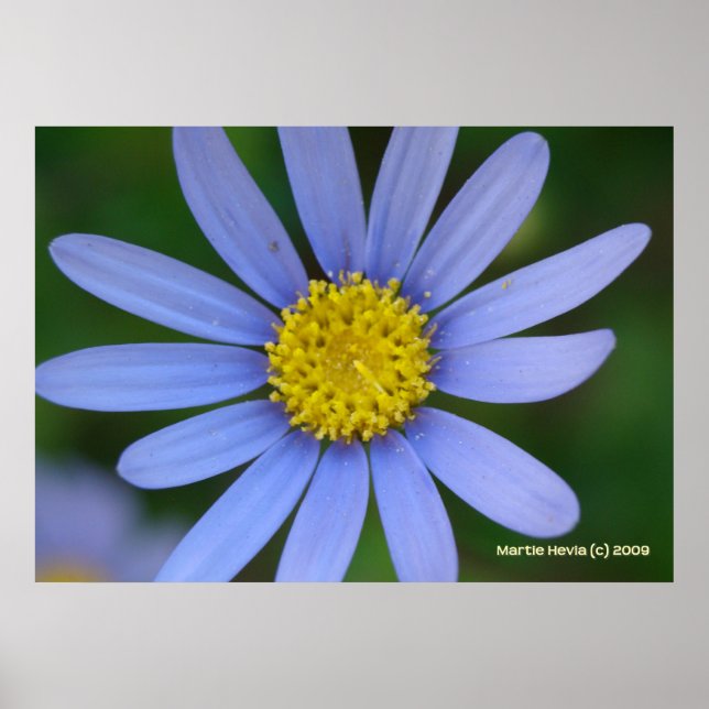 Blue Daisy Poster (Vorne)