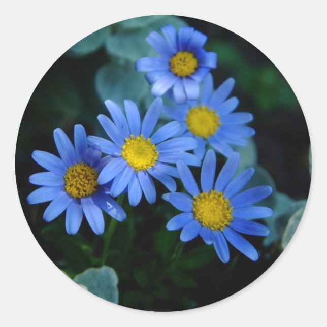 Blue Daisy Stickers (Vorderseite)