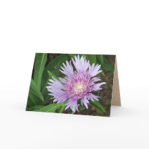 Blue Danube Stokes Aster Blume