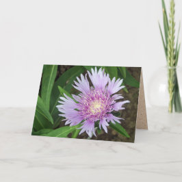 Blue Danube Stokes Aster Blume Karte