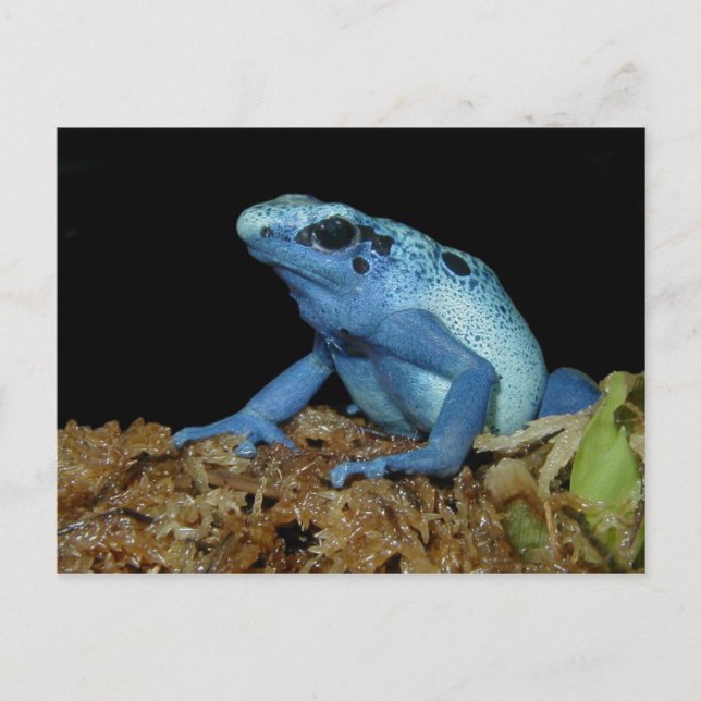 Blue Dart Frog (Dendrobates azureus).jpg Postkarte (Vorderseite)