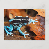 Blue Dart Frog Dendrobates Tinctorius
