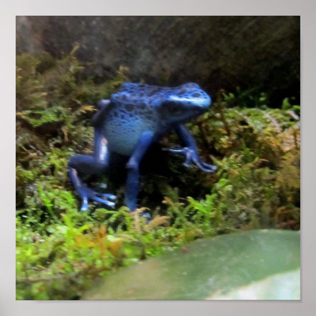 Blue Dart Frog Poster (Vorne)