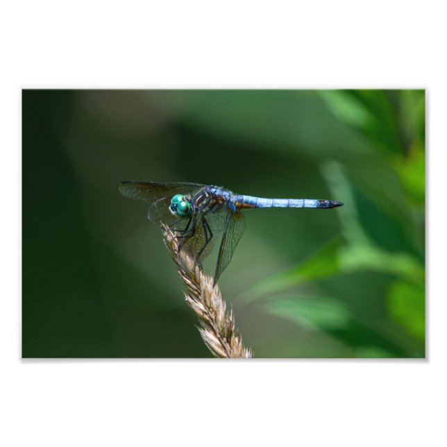 Blue Dasher Dragon Fly Fotodruck (Vorne)