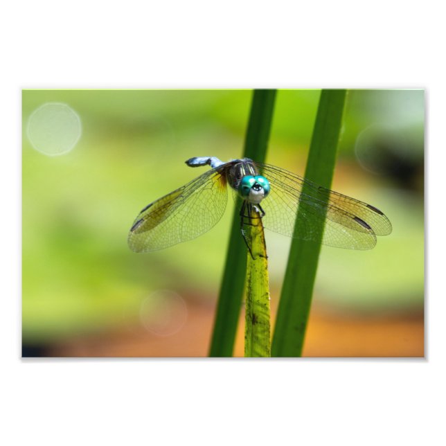Blue Dasher Dragon Fly Fotodruck (Vorne)