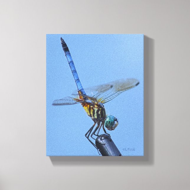 Blue Dasher Dragonfly in "Obelisk Posture" Leinwanddruck (Vorderseite)