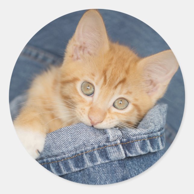 Blue Denim Orange Kitty Sticker (Vorderseite)
