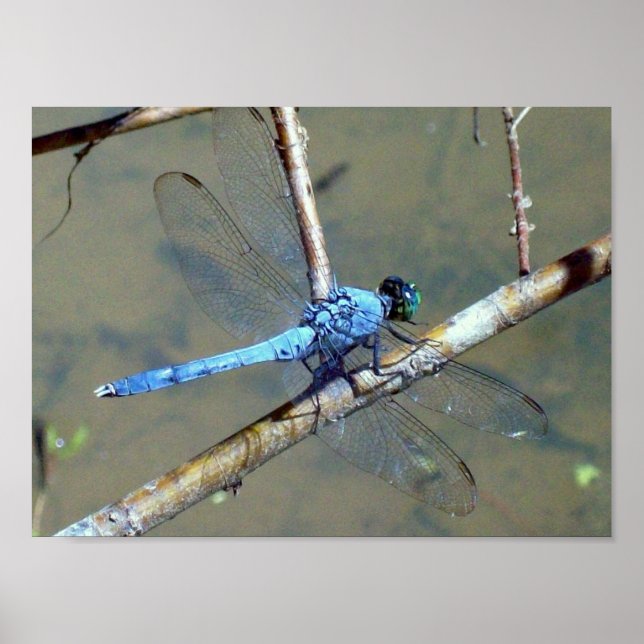 Blue DragonFly 2 Poster (Vorne)