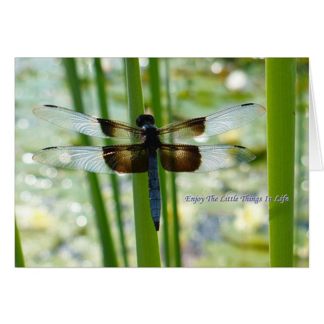 Blue Dragonfly Card (Vorderseite (Horizontal))