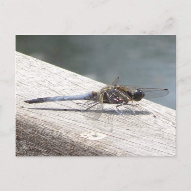 Blue Dragonfly DIY Postkarte (Vorderseite)