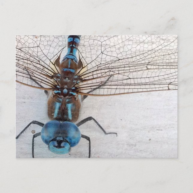 Blue Dragonfly Postcard Postkarte (Vorderseite)