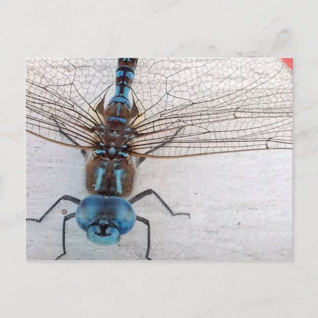 Blue Dragonfly Postcard Postkarte (Vorderseite)