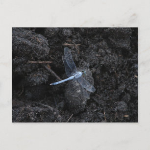 Blue Dragonfly Postcard Postkarte