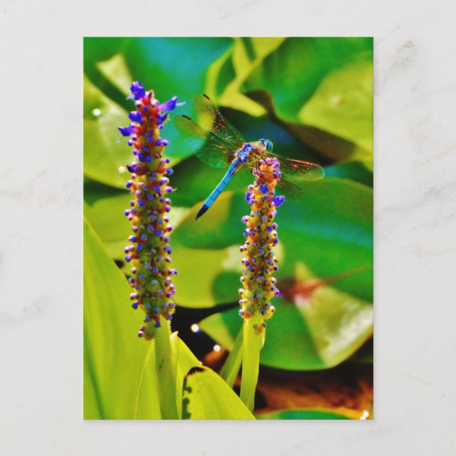 Blue Draquelly and Flowers Postkarte (Vorderseite)
