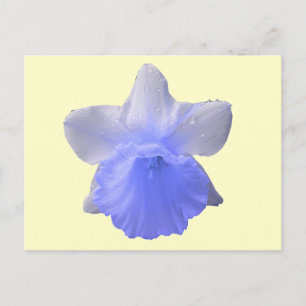 Blue Dripping Daffodische Blume Postkarte