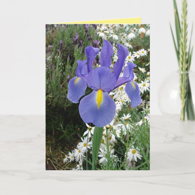 Blue Dutch Iris Blume Floral Card Karte (Vorderseite)