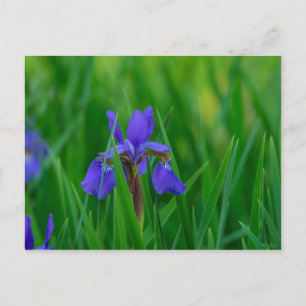 Blue Dutch unter Blätter Postkarte