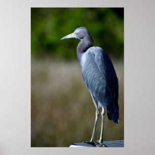 Blue Egret Poster