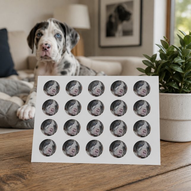 Blue Eye Great Dane Puppy Runder Aufkleber (Von Creator hochgeladen)