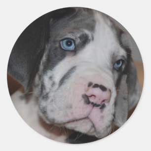 Blue Eye Great Dane Puppy Runder Aufkleber