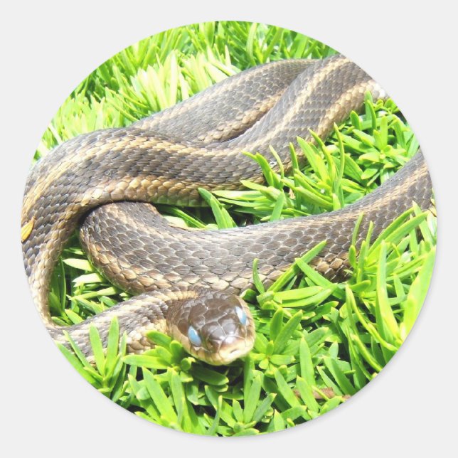 Blue Eyed Snake ~ Aufkleber (Vorderseite)