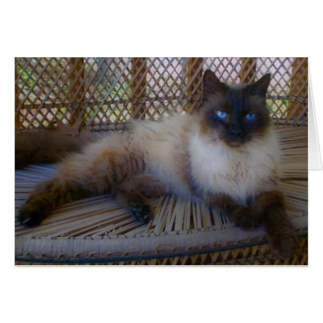 Blue Eyes Kitty Collection (Vorderseite (Horizontal))