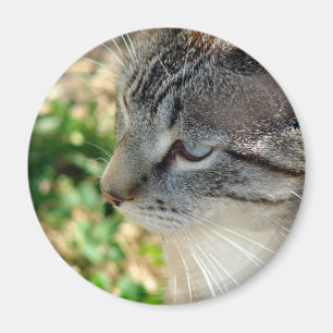 Blue Eyes Kitty Magnet