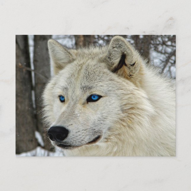 Blue Eyes White Wolf Postcard Postkarte (Vorderseite)