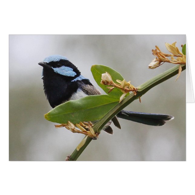 Blue Fairy Wren (Vorderseite (Horizontal))