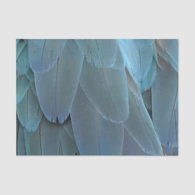 Blue Feather Seidenpapier (Vorderseite)