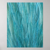 Blue Feathers