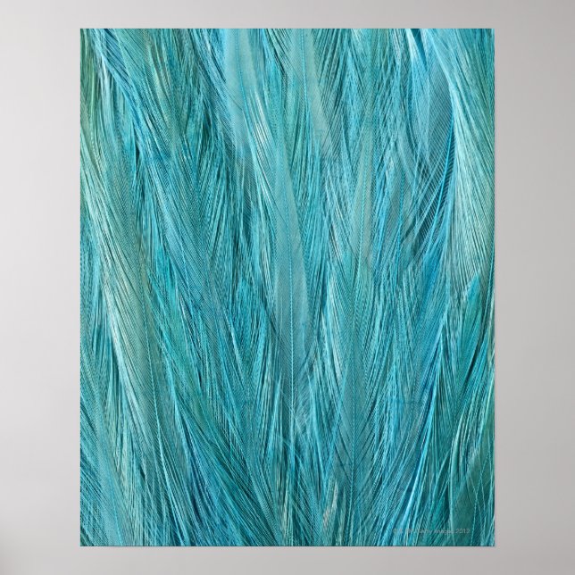 Blue Feathers Poster (Vorne)