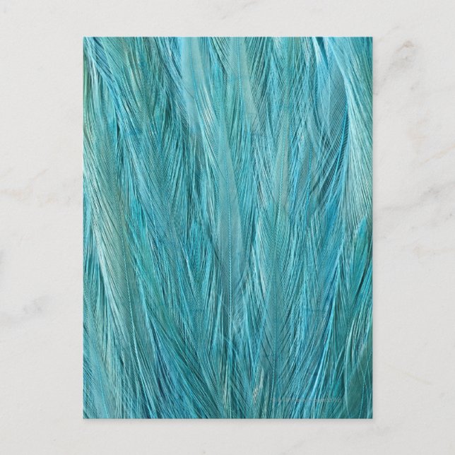 Blue Feathers Postkarte (Vorderseite)
